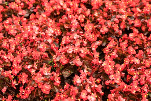 Background from red colors of a begonia