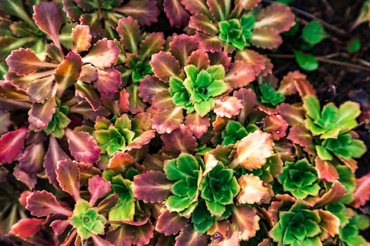 Green vegetable background from a set of the withering succulents