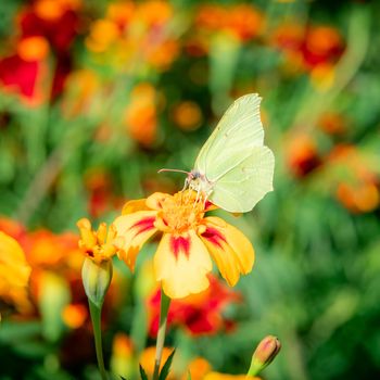 The butterfly sits on a bed of flowers a marigold