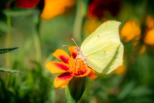 The butterfly sits on a bed of flowers a marigold