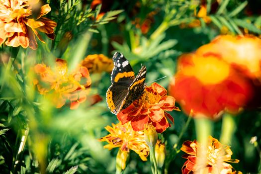 The butterfly sits on a bed of flowers a marigold