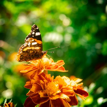 The butterfly sits on a bed of flowers a marigold