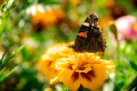 The butterfly sits on a bed of flowers a marigold