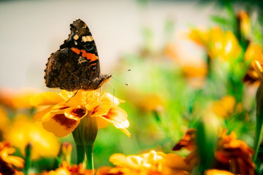 The butterfly sits on a bed of flowers a marigold