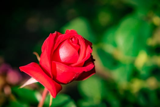 Scarlet rose on a stalk disclosure in a garden a close up