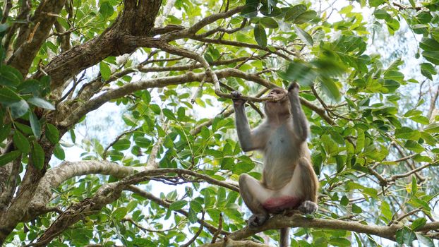 Monkey macaque in the rain forest. Monkeys in the natural environment. China, Hainan