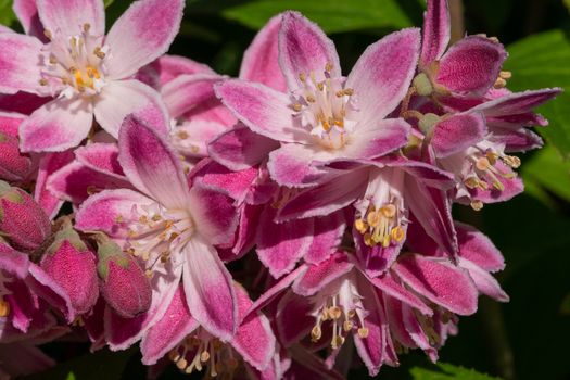 Strawberry Deutzia (Deutzia hybrida), close-up of the flower head