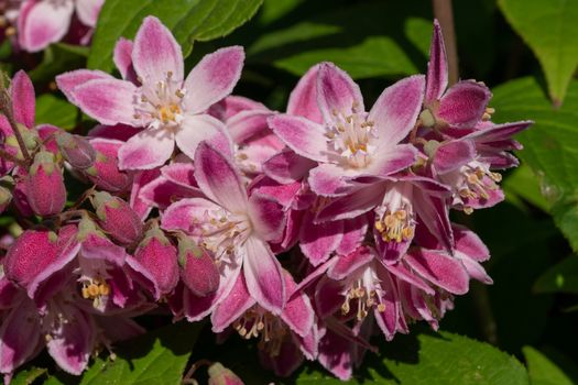 Strawberry Deutzia (Deutzia hybrida), close-up of the flower head