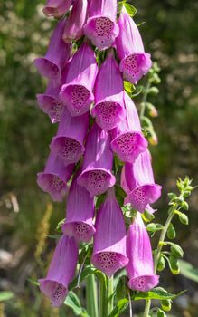 Purple foxglove (Digitalis purpurea), close up of the forest plant