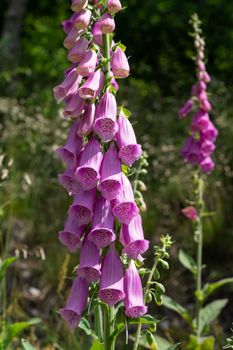 Purple foxglove (Digitalis purpurea), close up of the forest plant