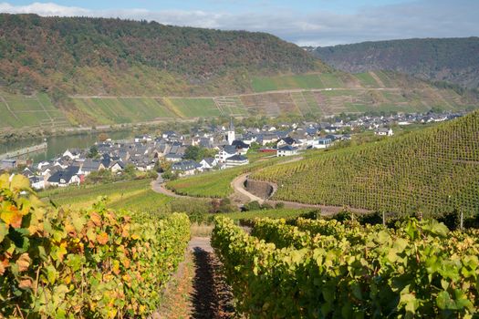 Panoramic view to the Moselle village Bruttig-Fankel on a autumnal day, Germany, Europe