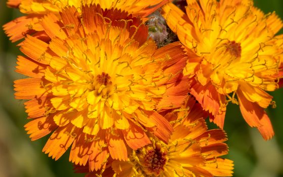 Devils paintbrush (Hieracium aurantiacum), close up of the flower head
