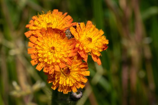 Devils paintbrush (Hieracium aurantiacum), close up of the flower head