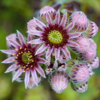 Common houseleek (Sempervivum tectorum), flowers of summer