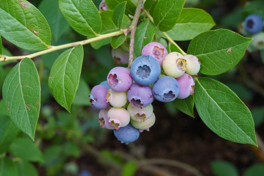 Blueberry (Vaccinium myrtillus), fruits of summertime