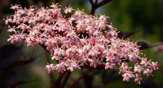 Black elder (Sambucus nigra), close up of the flower head