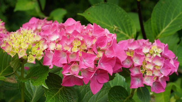 Penny mac (Hydrangea macrophylla), flowers of summer