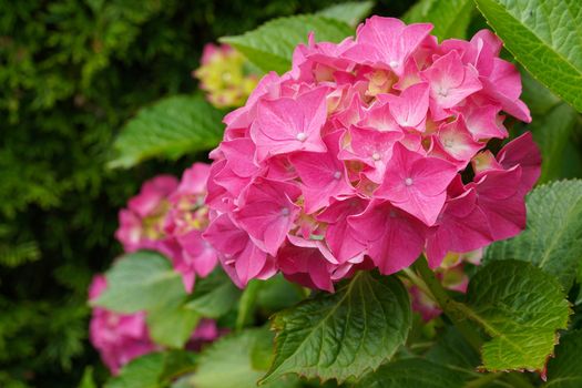 Penny mac (Hydrangea macrophylla), flowers of summer