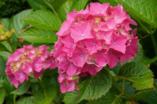 Penny mac (Hydrangea macrophylla), flowers of summer