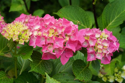 Penny mac (Hydrangea macrophylla), flowers of summer