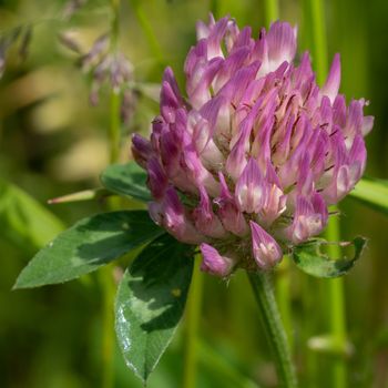 Red clover (Trifolium pratense), flowers of meadows