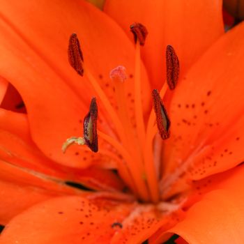 Asian Lily (Lilium asiatic), close up of the flower head