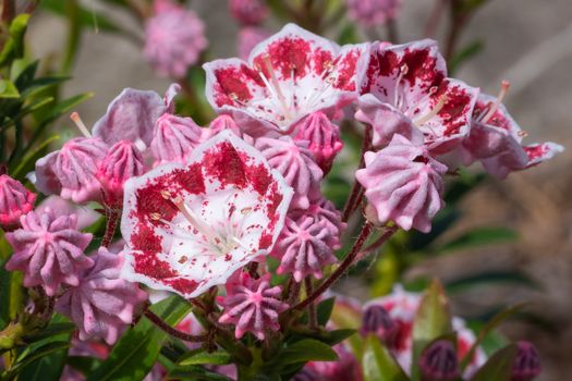 Mountain laurel (Kalmia latifolia), close up of the flower head