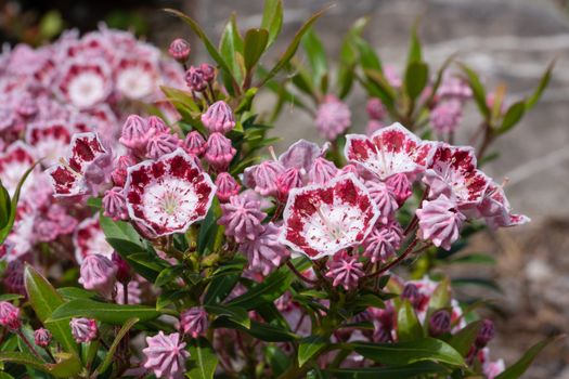 Mountain laurel (Kalmia latifolia), close up of the flower head