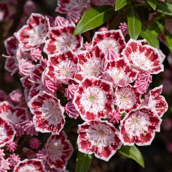 Mountain laurel (Kalmia latifolia), close up of the flower head