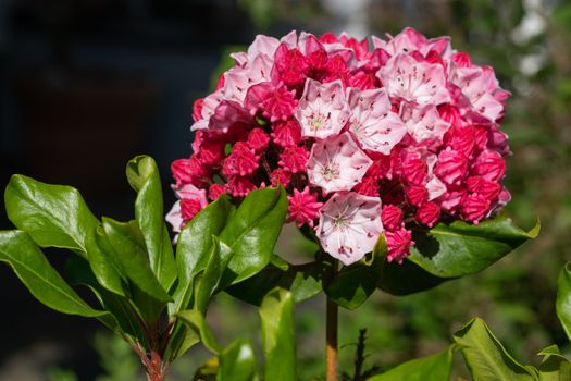 Mountain laurel (Kalmia latifolia), close up of the flower head
