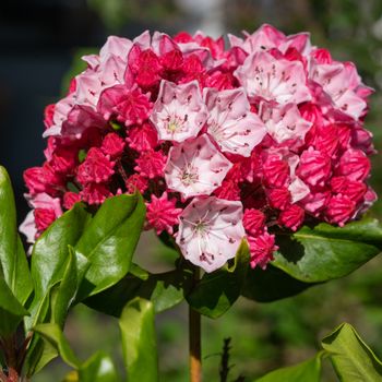 Mountain laurel (Kalmia latifolia), close up of the flower head