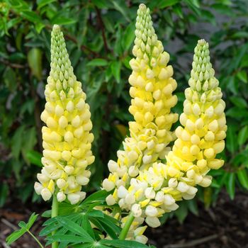 Garden Lupin (Lupinus polyphyllus), close up of the flower head