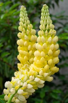 Garden Lupin (Lupinus polyphyllus), close up of the flower head