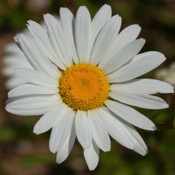 Common daisy (Leucanthemum vulgare), close up of the flower head