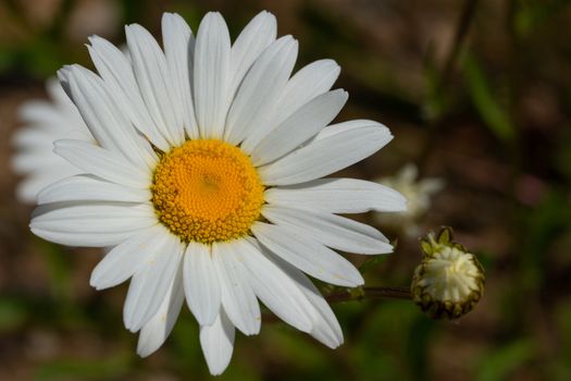 Common daisy (Leucanthemum vulgare), close up of the flower head