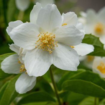 English dogwood (Philadelphus coronarius), close up of the flower head