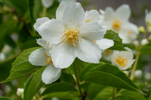 English dogwood (Philadelphus coronarius), close up of the flower head