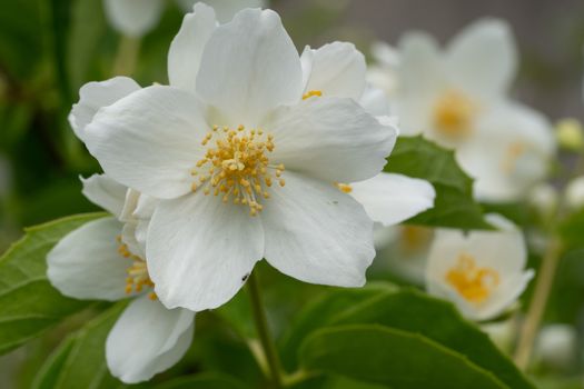 English dogwood (Philadelphus coronarius), close up of the flower head