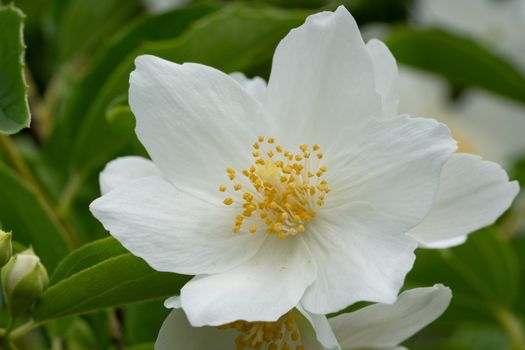 English dogwood (Philadelphus coronarius), close up of the flower head