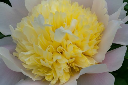 Peony (Paeonia lactiflora), flowers of summer