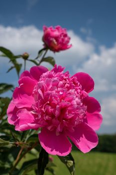 Peony (Paeonia lactiflora), flowers of summer