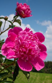 Peony (Paeonia lactiflora), flowers of summer