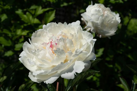Peony (Paeonia lactiflora), flowers of summer