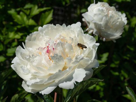 Peony (Paeonia lactiflora), flowers of summer