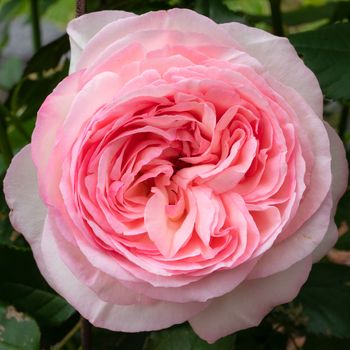 Shrub rose 'Eden rose 85' (Rosa), close up of the flower head