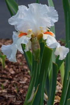 German iris (Iris barbata), close up of the flower head