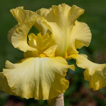 German iris (Iris barbata), close up of the flower head