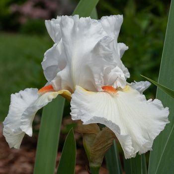 German iris (Iris barbata), close up of the flower head