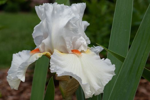 German iris (Iris barbata), close up of the flower head