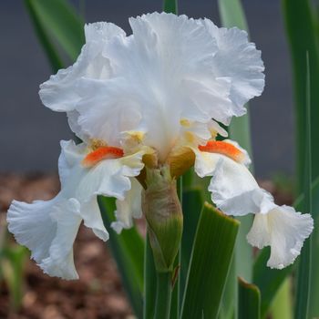 German iris (Iris barbata), close up of the flower head